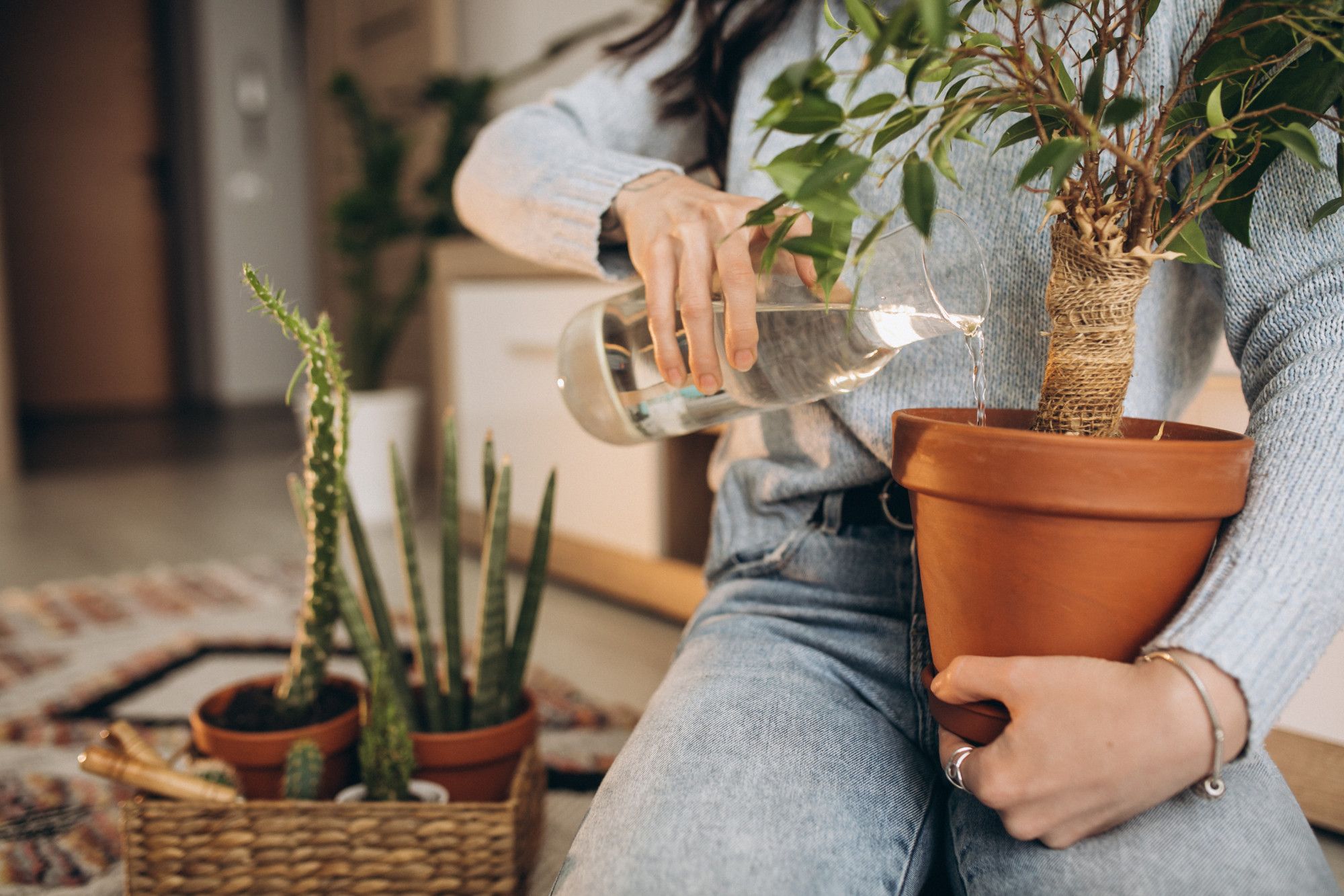 7 Key Factors for Proper Houseplant Watering