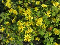 Indian chrysanthemum (Chrysanthemum indicum) plant