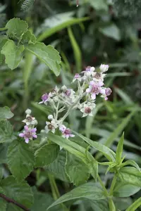 White Bramble (Rubus rigidus) plant
