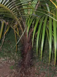 Barbel palm