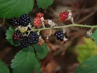 Rubus umbrosus (Rubus umbrosus) plant
