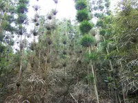 Nastus borbonicus (Nastus borbonicus) plant