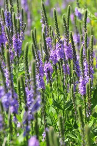 hoary vervain (Verbena stricta) plant