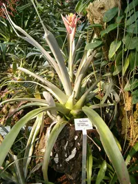 Aechmea aquilega