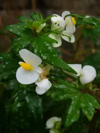 Maple leaf begonia