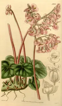 Pennywort Begonia