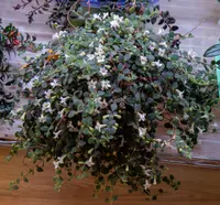 Codonanthe devosiana indoor