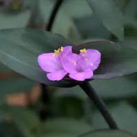 Trans-Pecos spiderwort