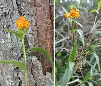 Ellianthus aurautiacus