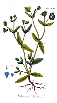 mâche