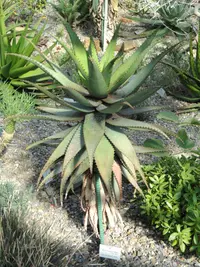 Cape speckled aloe