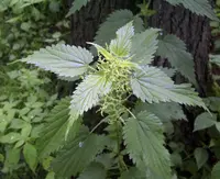 Common Nettle (Urtica dioica) plant