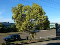 curracabah (Acacia concurrens) plant