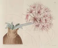 Ground lily