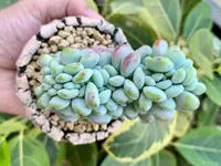 Sedum clavatum in the pot