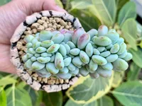 Sedum clavatum in the pot