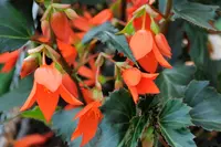 Begonia