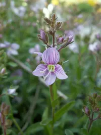 Rose Mountain Speedwell (Veronica fruticulosa) plant
