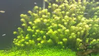 Dwarf rotala (Rotala rotundifolia) plant