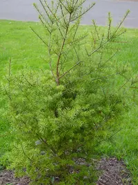 David's Keteleeria