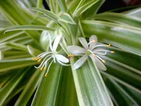 Spider Plant (Chlorophytum comosum) plant