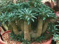 Dorstenia foetida