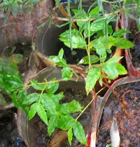 Campomanesia phaea (Campomanesia phaea) plant