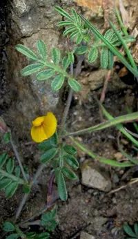 strigose lotus