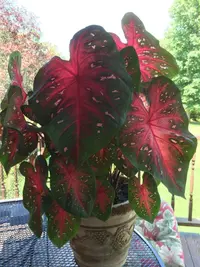 Fancy-leaf Caladium