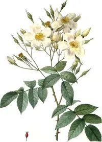 musk rose