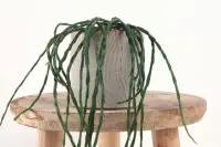 Rhipsalis paradoxa in the pot
