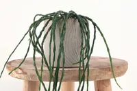 Rhipsalis paradoxa in the pot