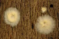 wet rot (Coniophora puteana) plant