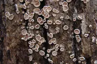 Acanthophysium oakesii