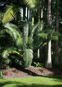 burrawang palm