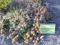 Anthyllis tejedensis (Anthyllis tejedensis) plant