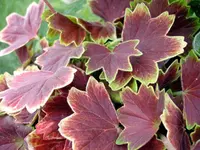 Zonal Geranium (Pelargonium x hortorum 'Vancouver Centennial') plant