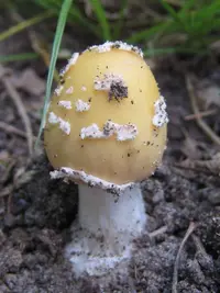 Great Funnel-Veil Amanita