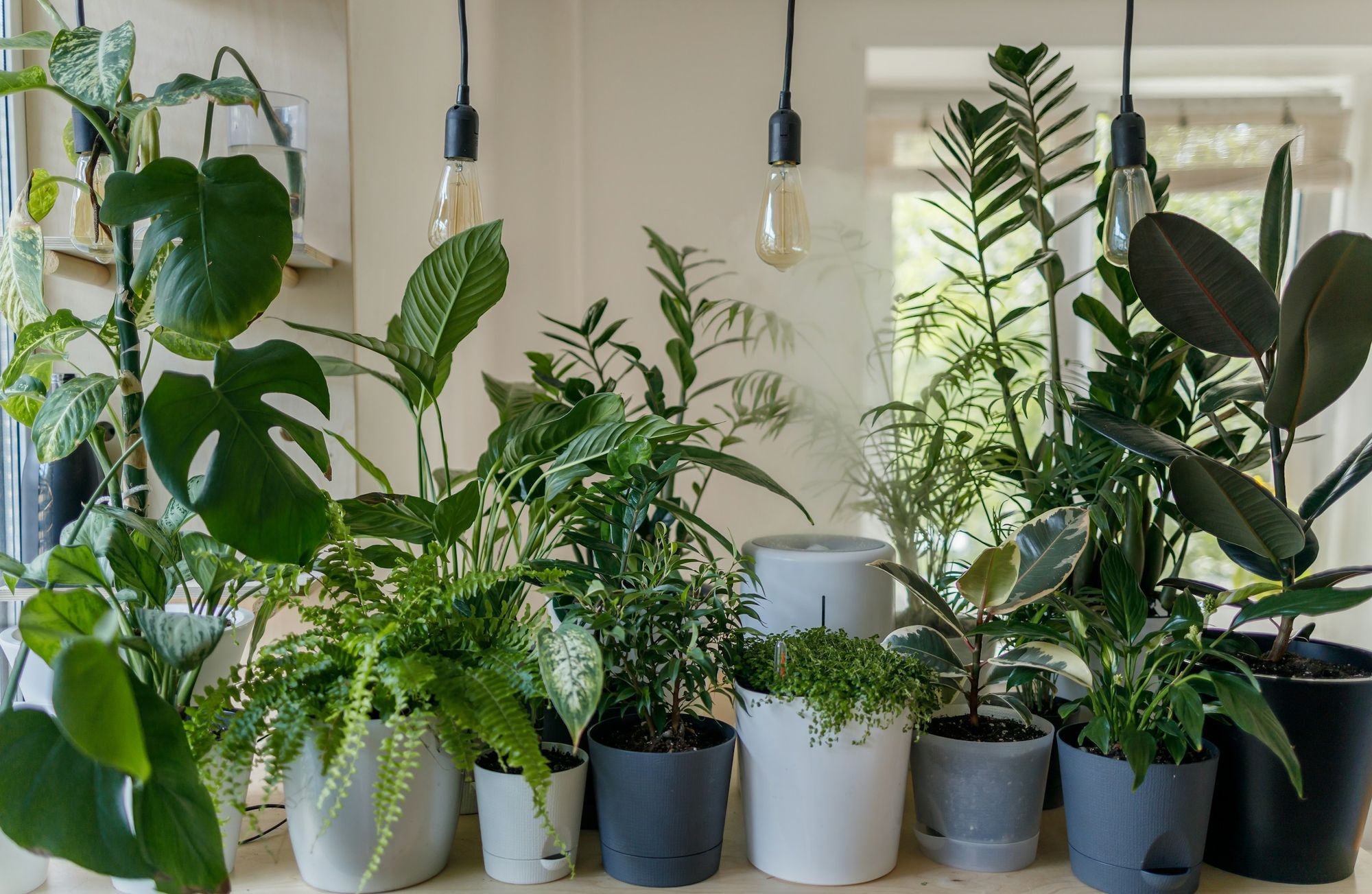 Best Ways to Increase Humidity for Plants
