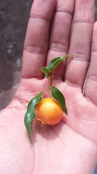 Campomanesia xanthocarpa