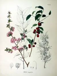 Japanese bush cherry