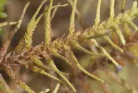 abietinella moss (Abietinella abietina) plant
