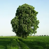 horse chestnut