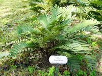 Cardboard palm (Zamia furfuracea) plant