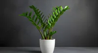 Zamioculcas plant