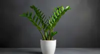 Zamioculcas plant