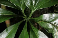 Anthurium pentaphyllum var. pentaphyllum