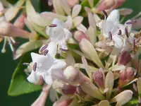 Chinese Abelia