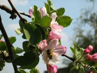 Caucasus apple