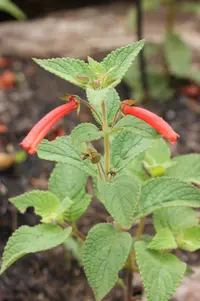 Sinningia incarnata (Sinningia incarnata) plant